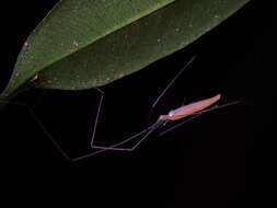 Plancia ëd Leptopholcus borneensis Deeleman-Reinhold 1986