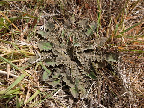 Image of Sonchus novae-zelandiae (Hook. fil.) Benth. & Hook. fil.