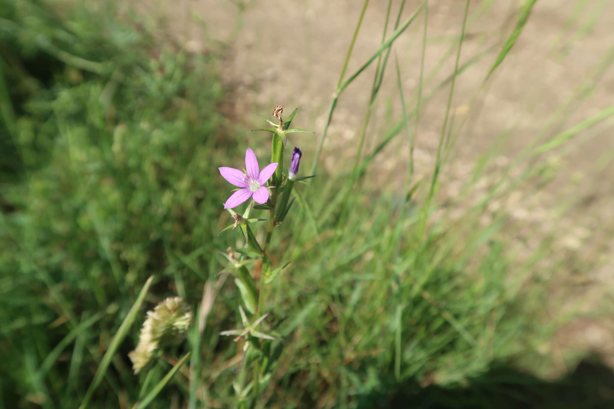 Image of Legousia scabra (Lowe) Gamisans