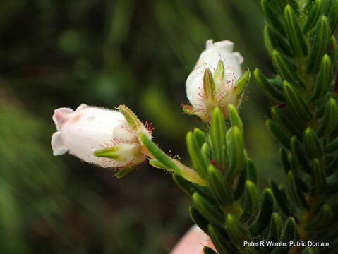 Image of Erica oatesii var. oatesii