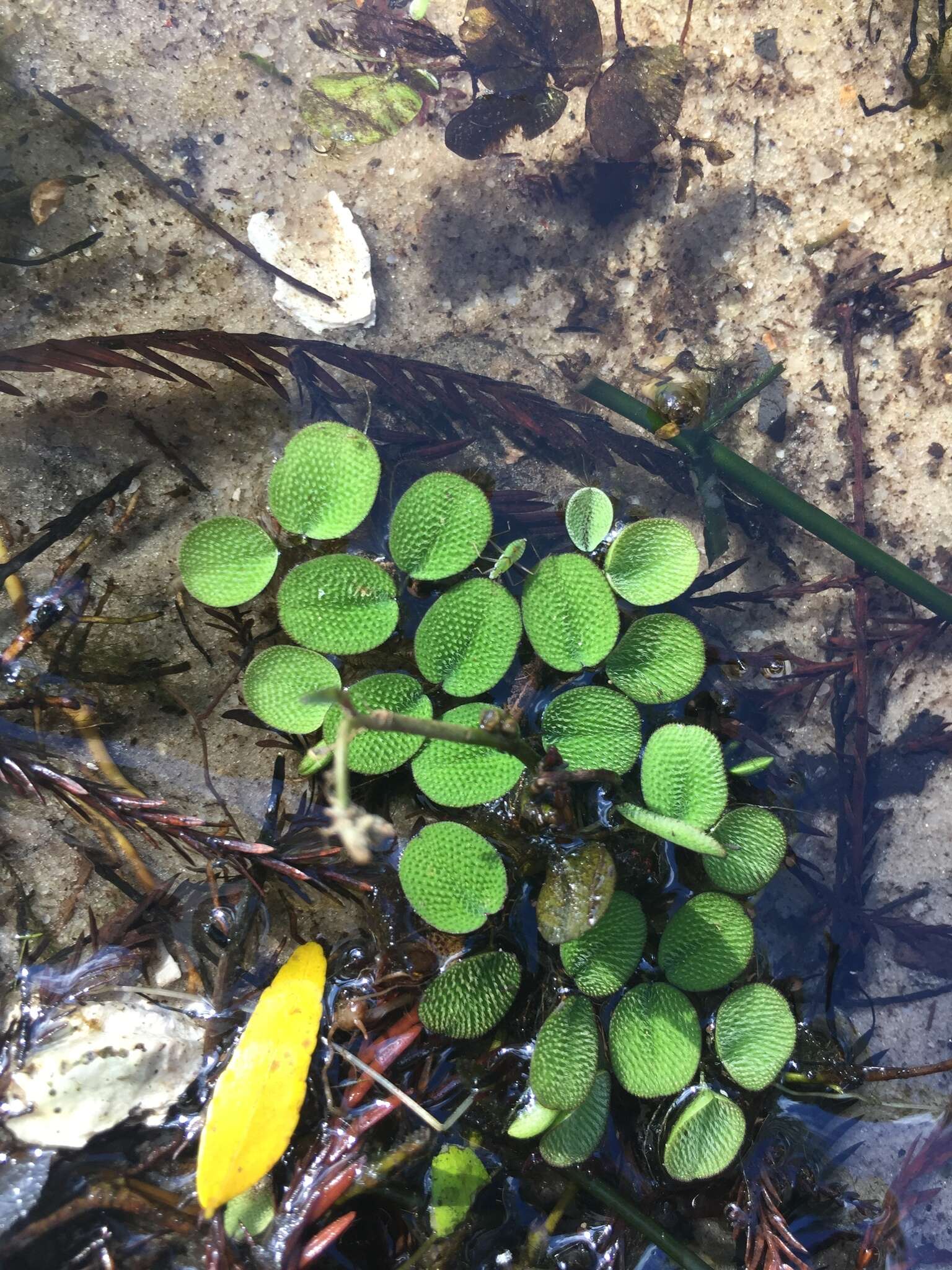 Image of water spangles