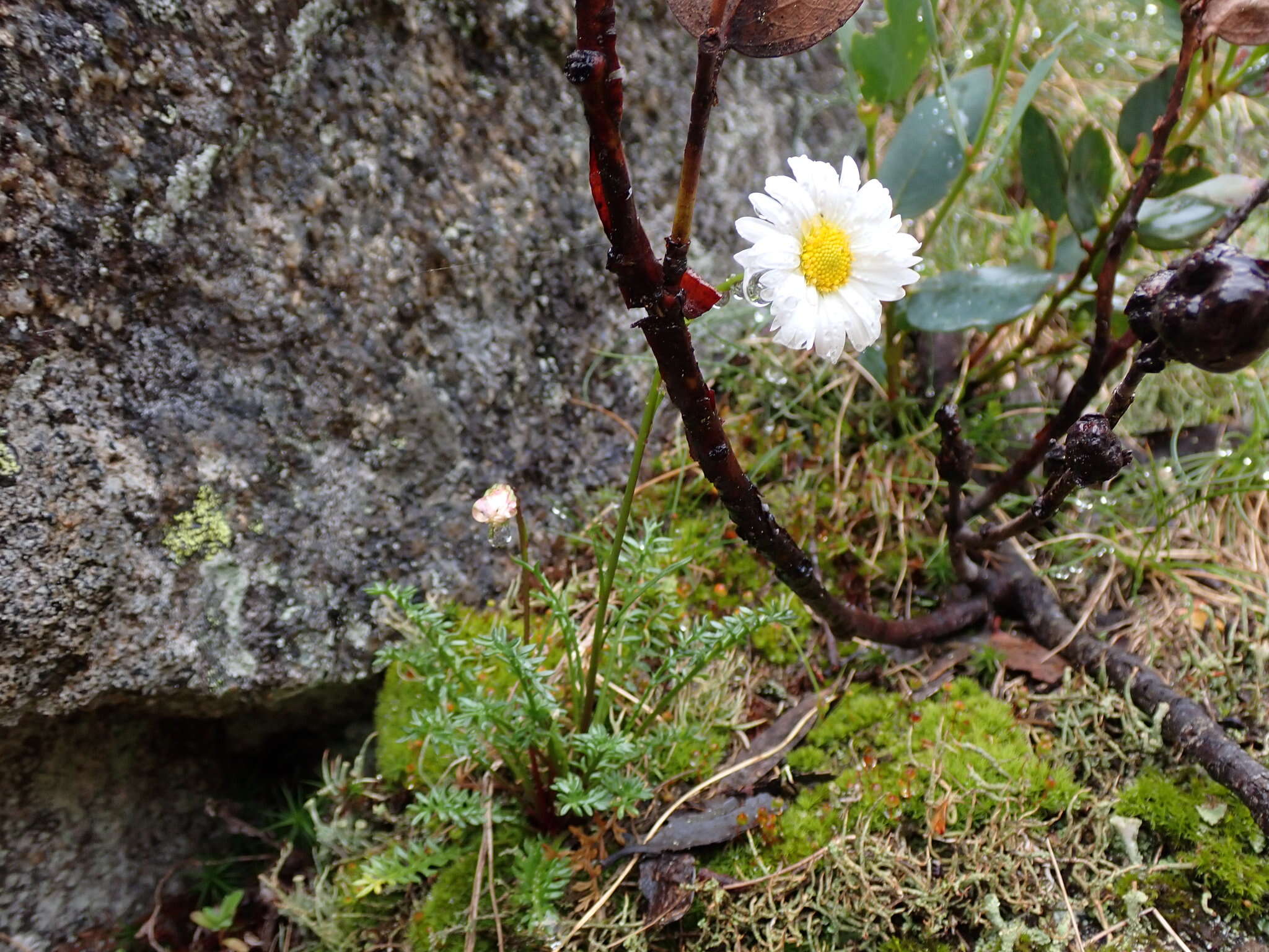 Image of Brachyscome nivalis F. Müll.