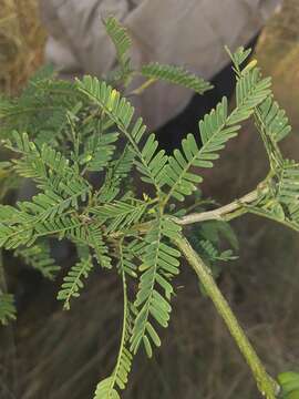 Слика од Prosopis affinis Spreng.