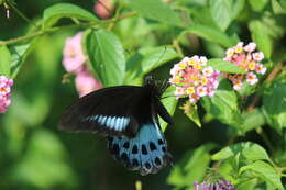 Image of Blue Mormon