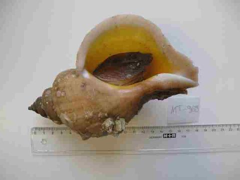 Image of Neptunea