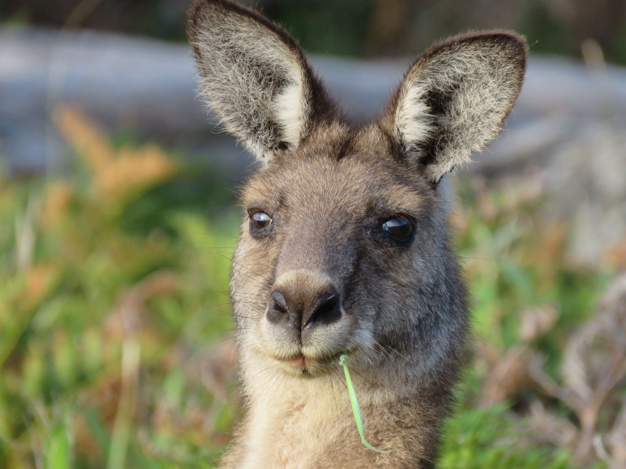 Image of Tasmanian forester kangaroo