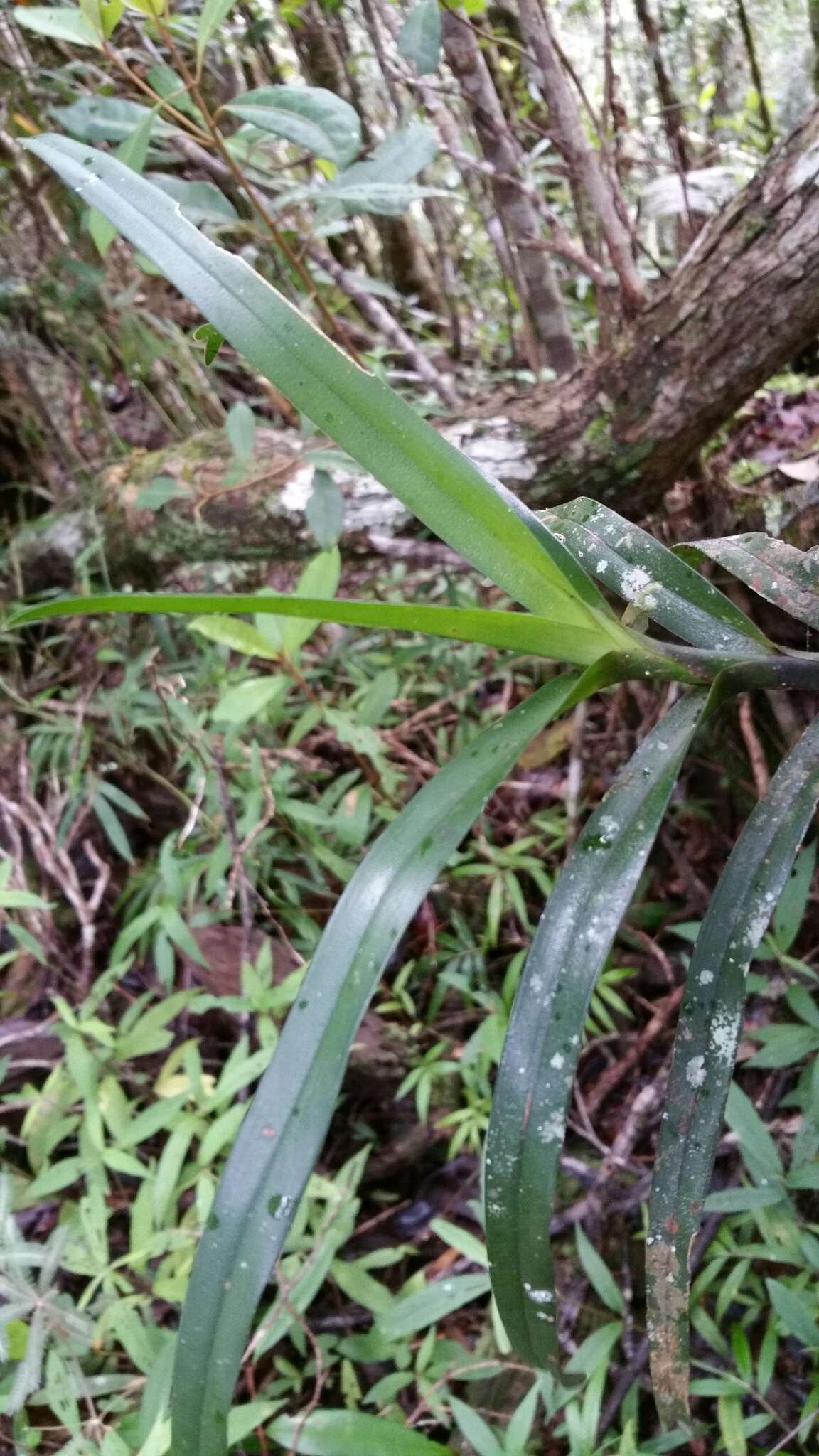 Image of Angraecum viguieri Schltr.