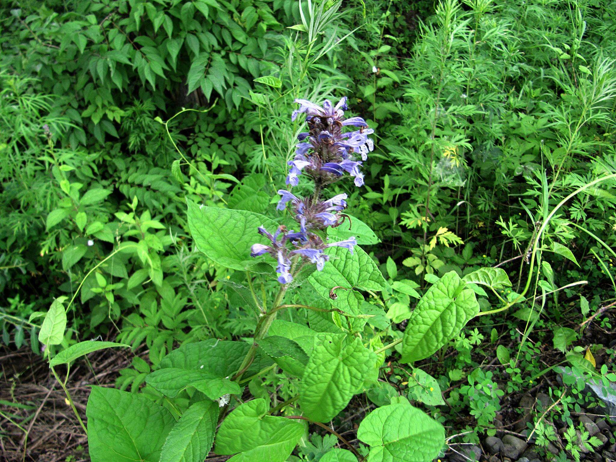 Image of Nepeta manchuriensis S. Moore