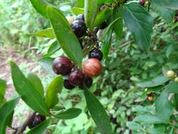 Image of Feretia apodanthera Delile