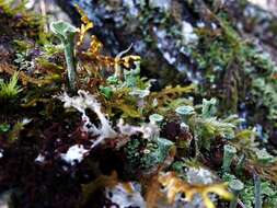 Image of Mealy Pixie-cup Lichen