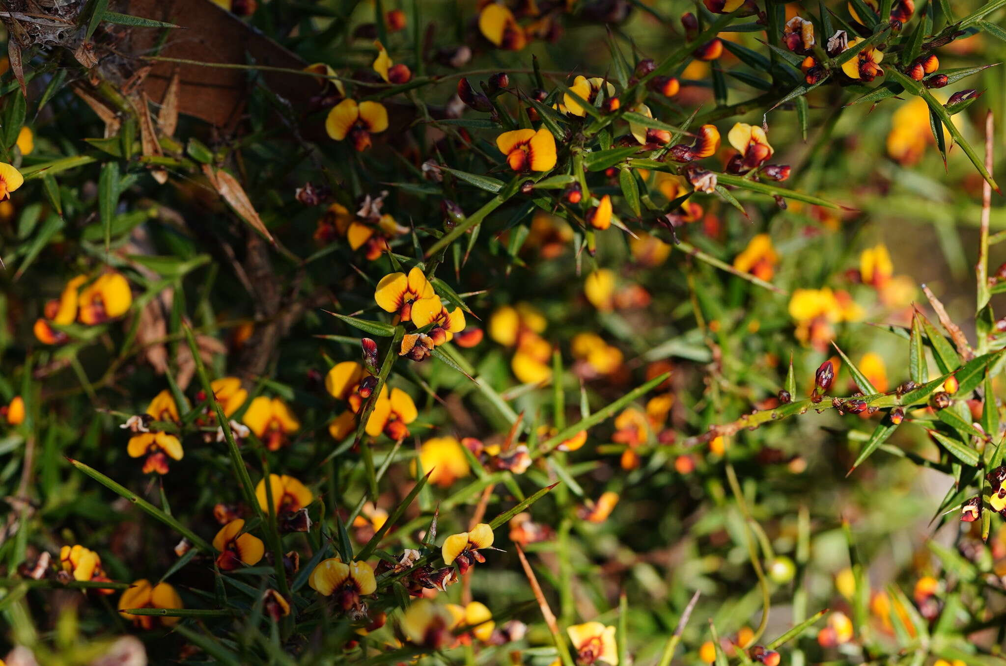Image of Gorse bitter pea