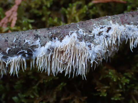 Hydnocristella himantia (Schwein.) R. H. Petersen 1971 resmi