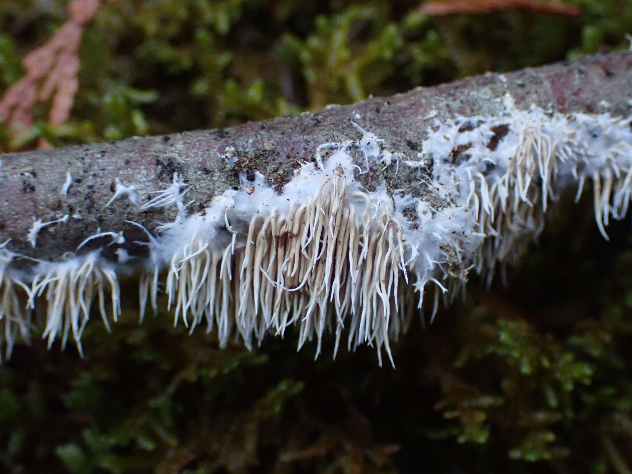 صورة Hydnocristella himantia (Schwein.) R. H. Petersen 1971