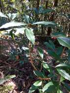 صورة Ardisia cornudentata Mez