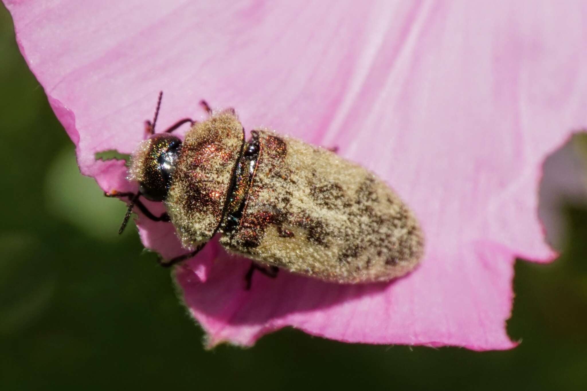 Sivun Acmaeodera pilosellae (Bonelli 1812) kuva