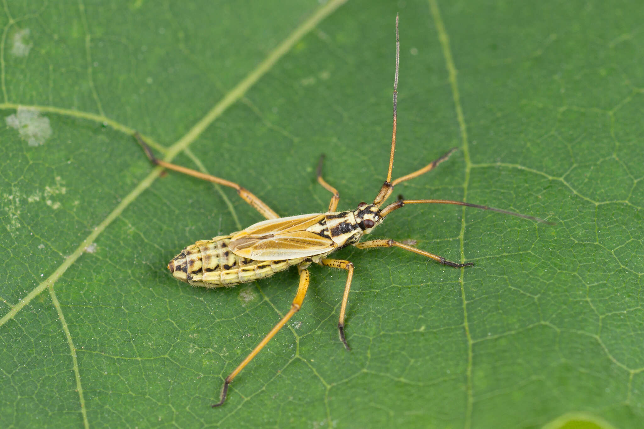 Слика од Leptopterna dolabrata (Linnaeus 1758)