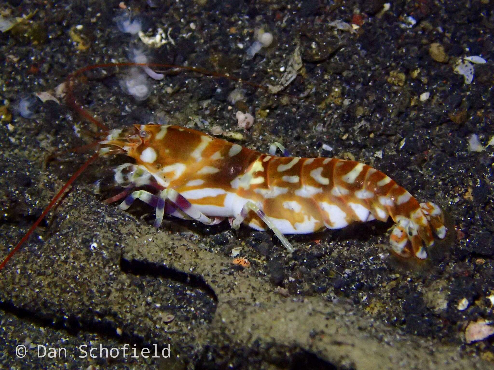 Image of tiger pistol shrimp