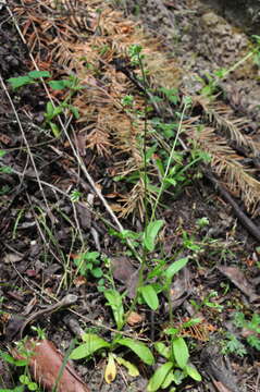 Image of changing forget-me-not