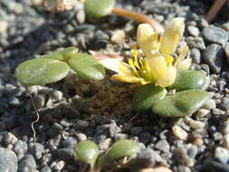 Image of Ranunculus acaulis Banks & Soland.