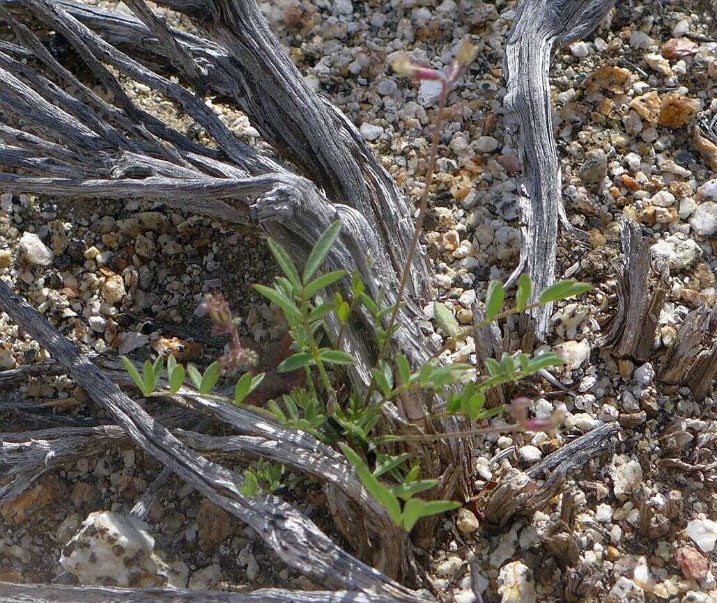 Image of sharpkeel milkvetch