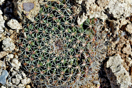 Image of little nipple cactus