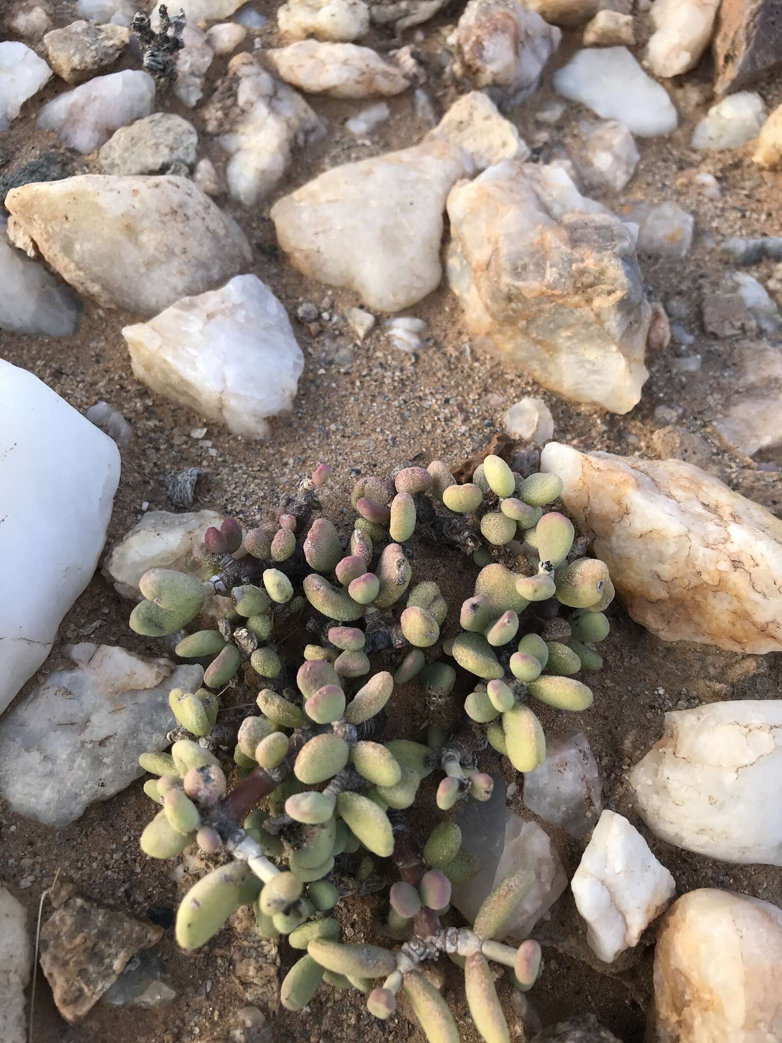 Plancia ëd Portulacaria pygmaea Pillans