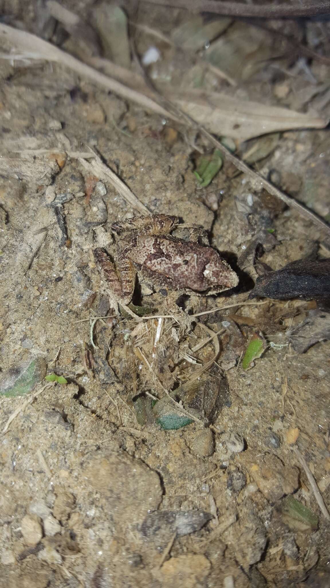 Image de Pristimantis thectopternus (Lynch 1975)