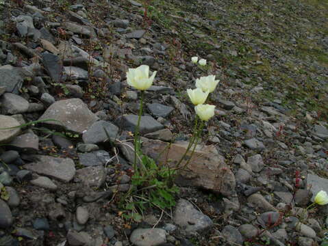 Image de Papaver radicatum subsp. polare Tolm.