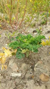 Слика од Brassica oleracea var. sabellica L.