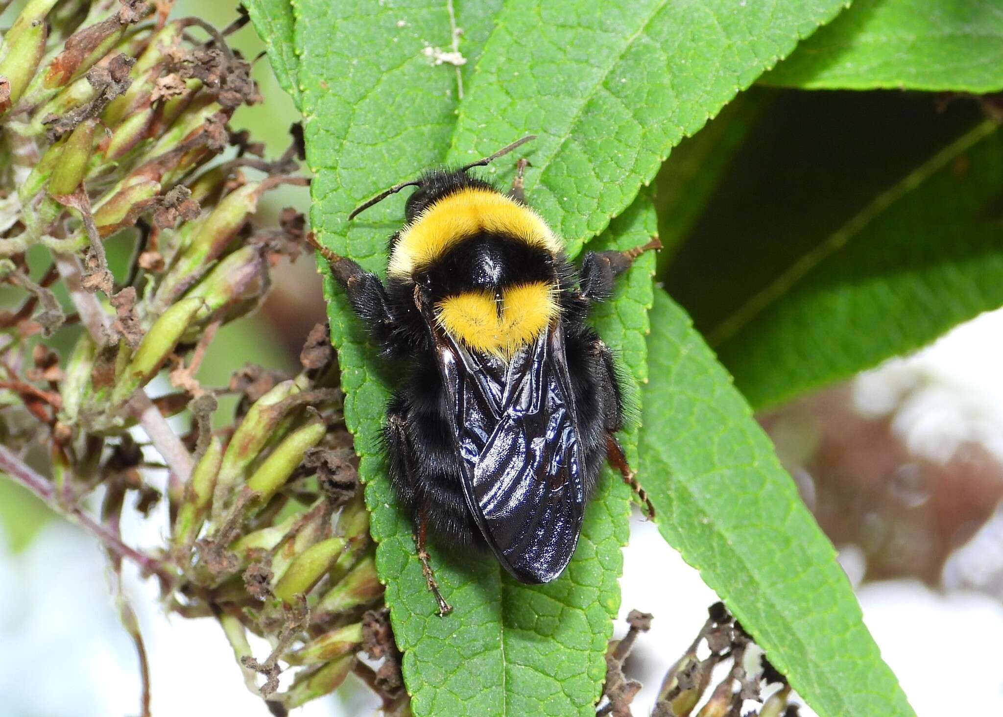 Слика од Bombus argillaceus (Scopoli 1763)