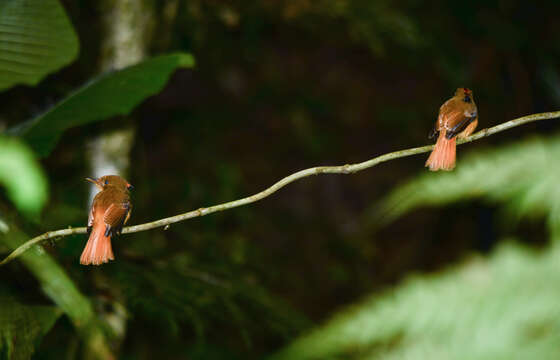 Image of <i>Onychorhynchus coronatus swainsoni</i>