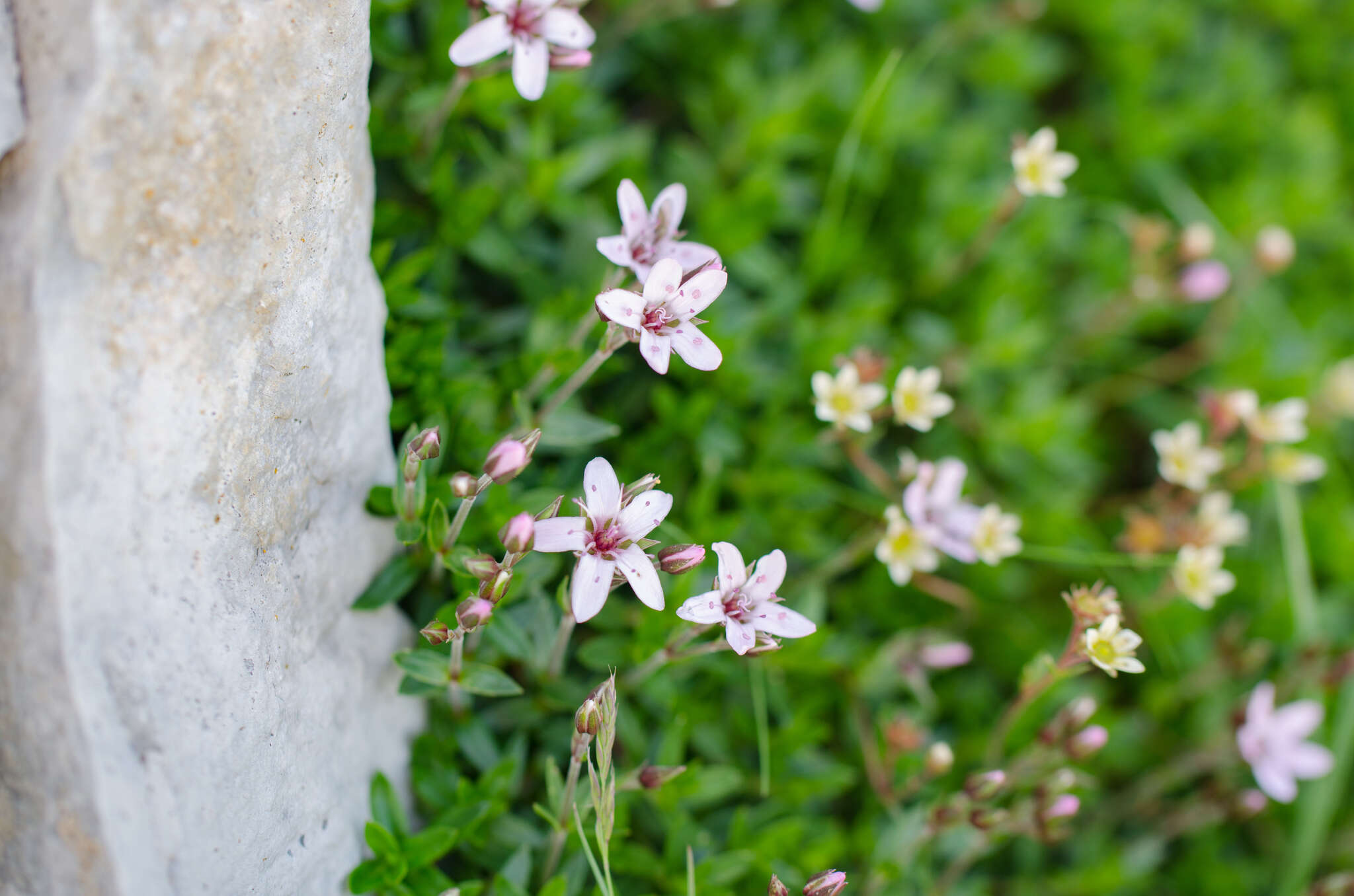 Image de Arenaria purpurascens Ramond ex DC.