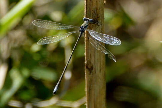 Image of Lestes spatula Fraser 1946