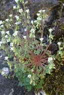 Plancia ëd Saxifraga latepetiolata Willk.