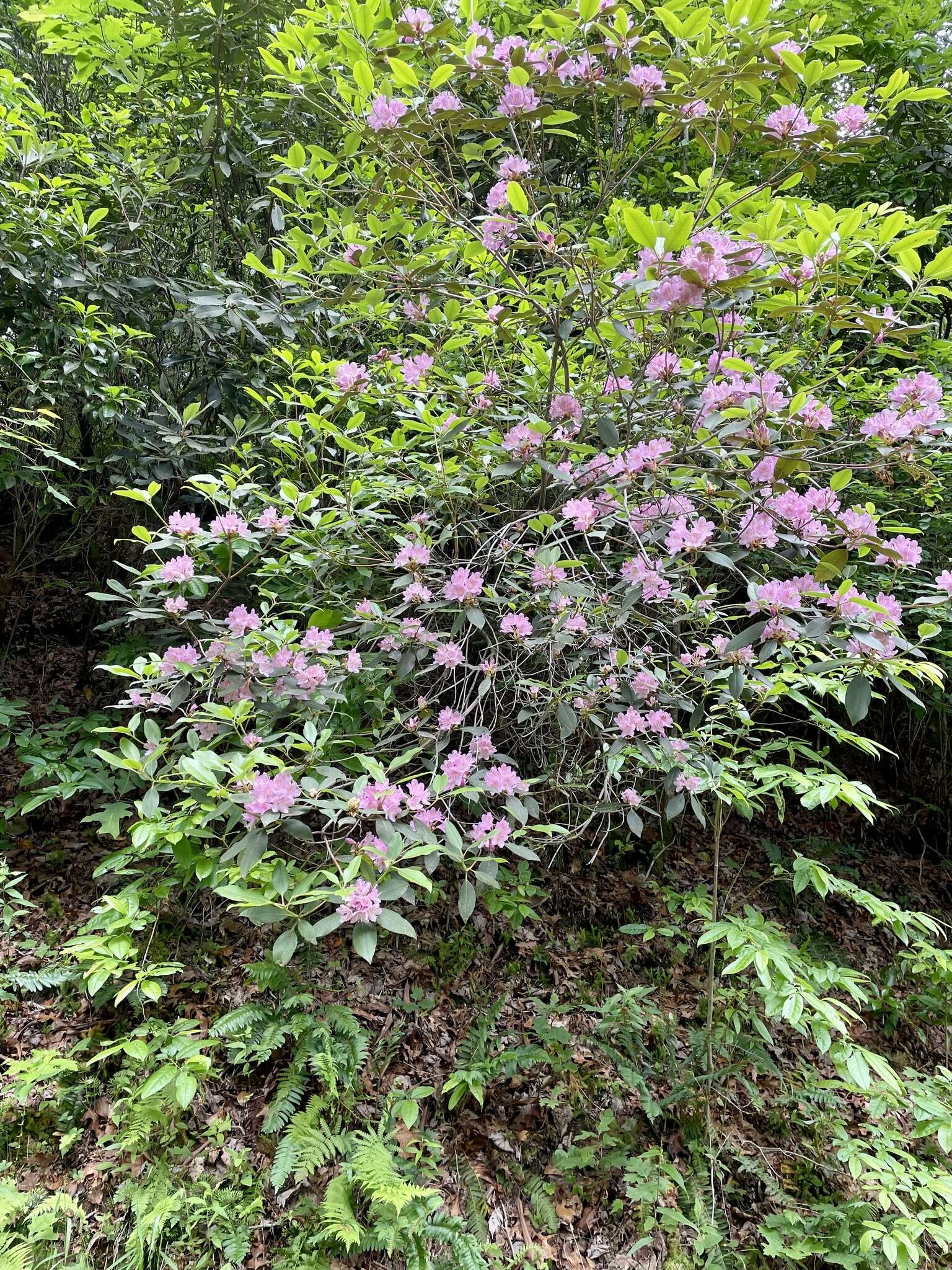 Plancia ëd Rhododendron minus Michx.