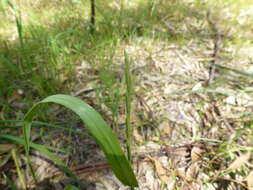 Image of Wimmera ryegrass