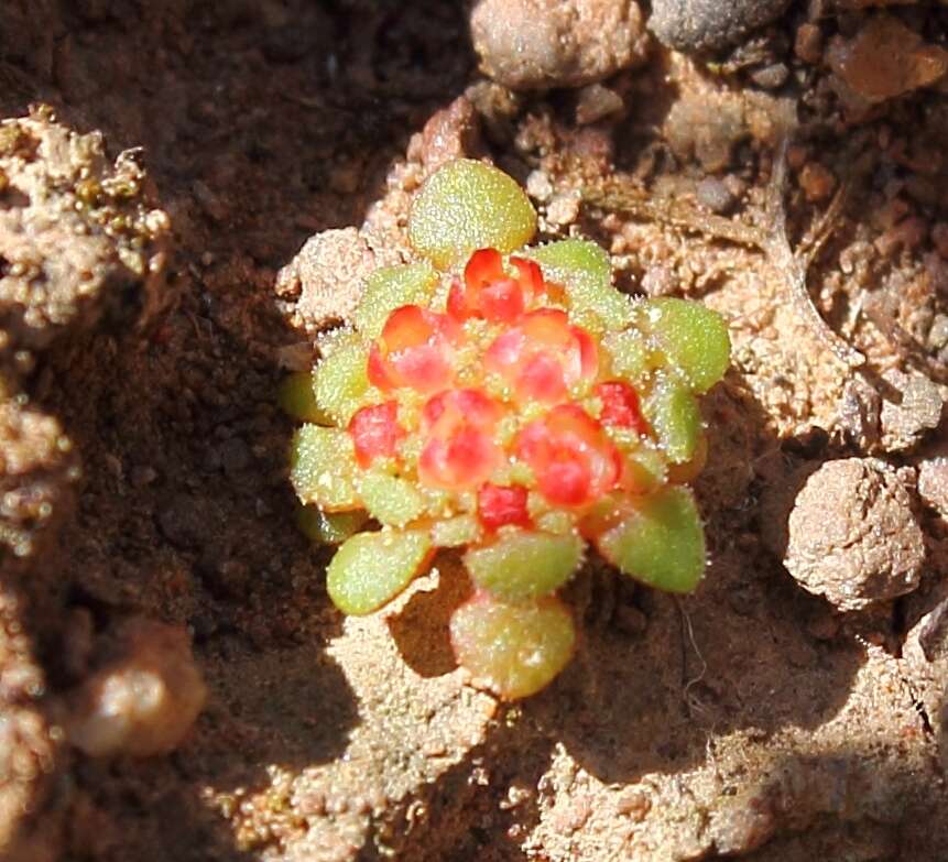 Image of Crassula pageae Tölken