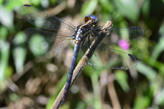 Слика од Dasythemis mincki (Karsch 1890)