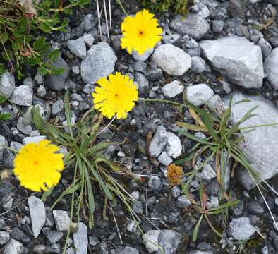 Image de Tolpis staticifolia (All.) Sch. Bip.