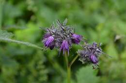 Image of eastern waterleaf