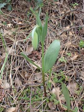 Image of Fritillaria bithynica Baker