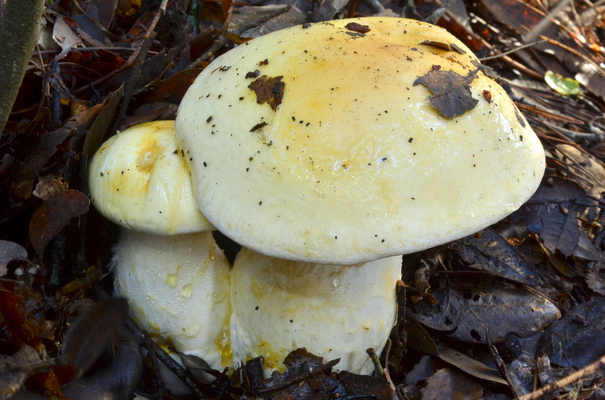 Image of Cortinarius albofragrans Ammirati & M. M. Moser 1997