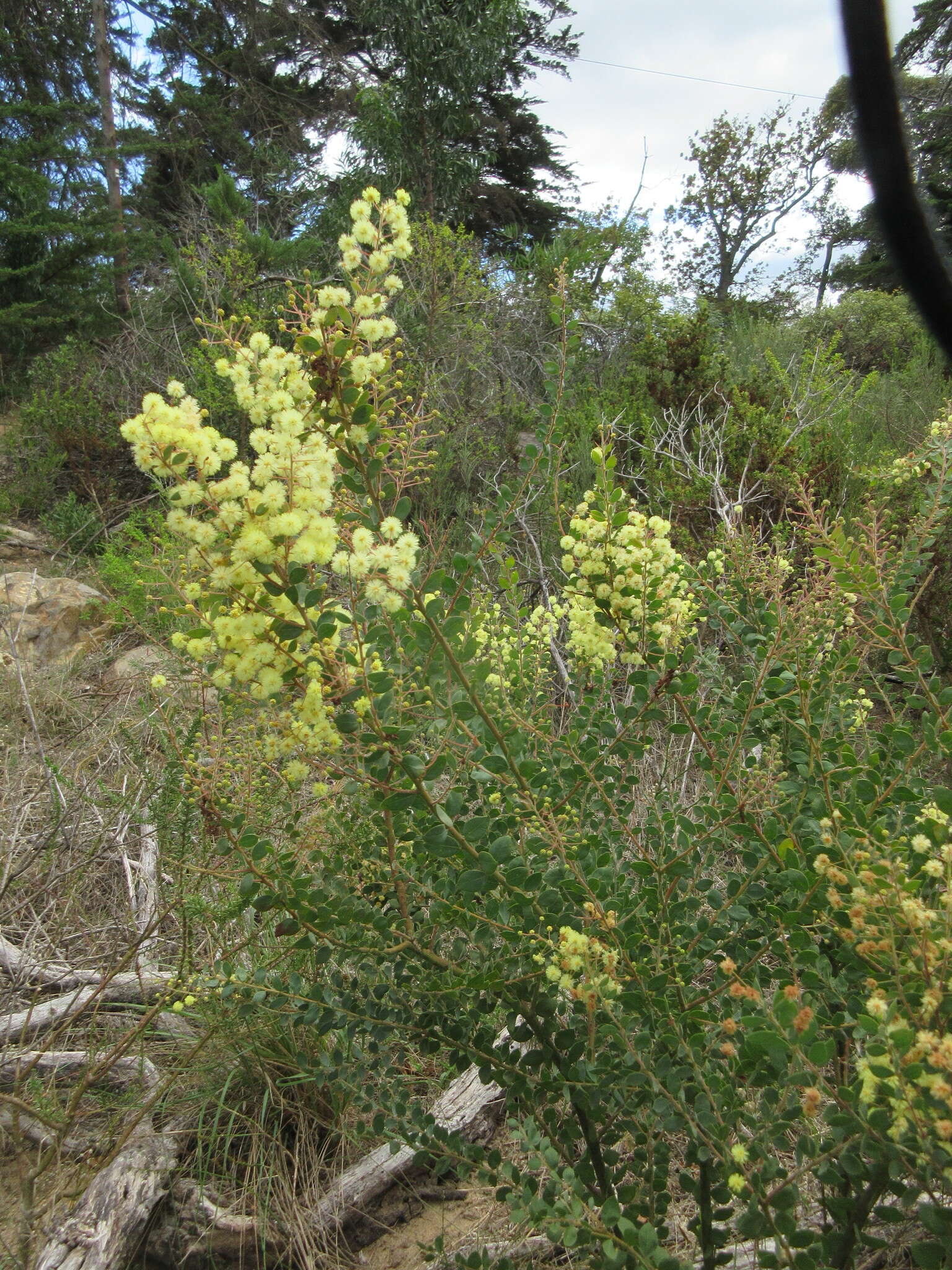 Image of Acacia piligera A. Cunn.