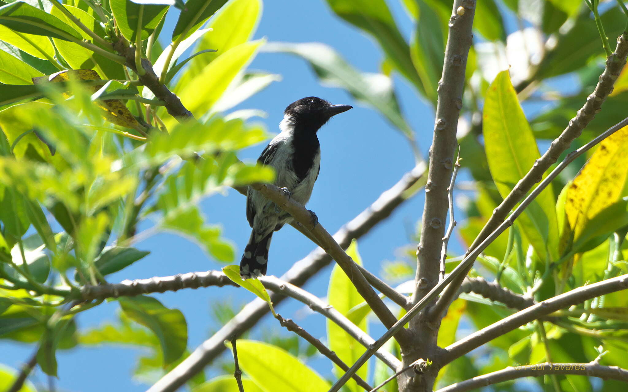 Image of Black-crested Antshrike