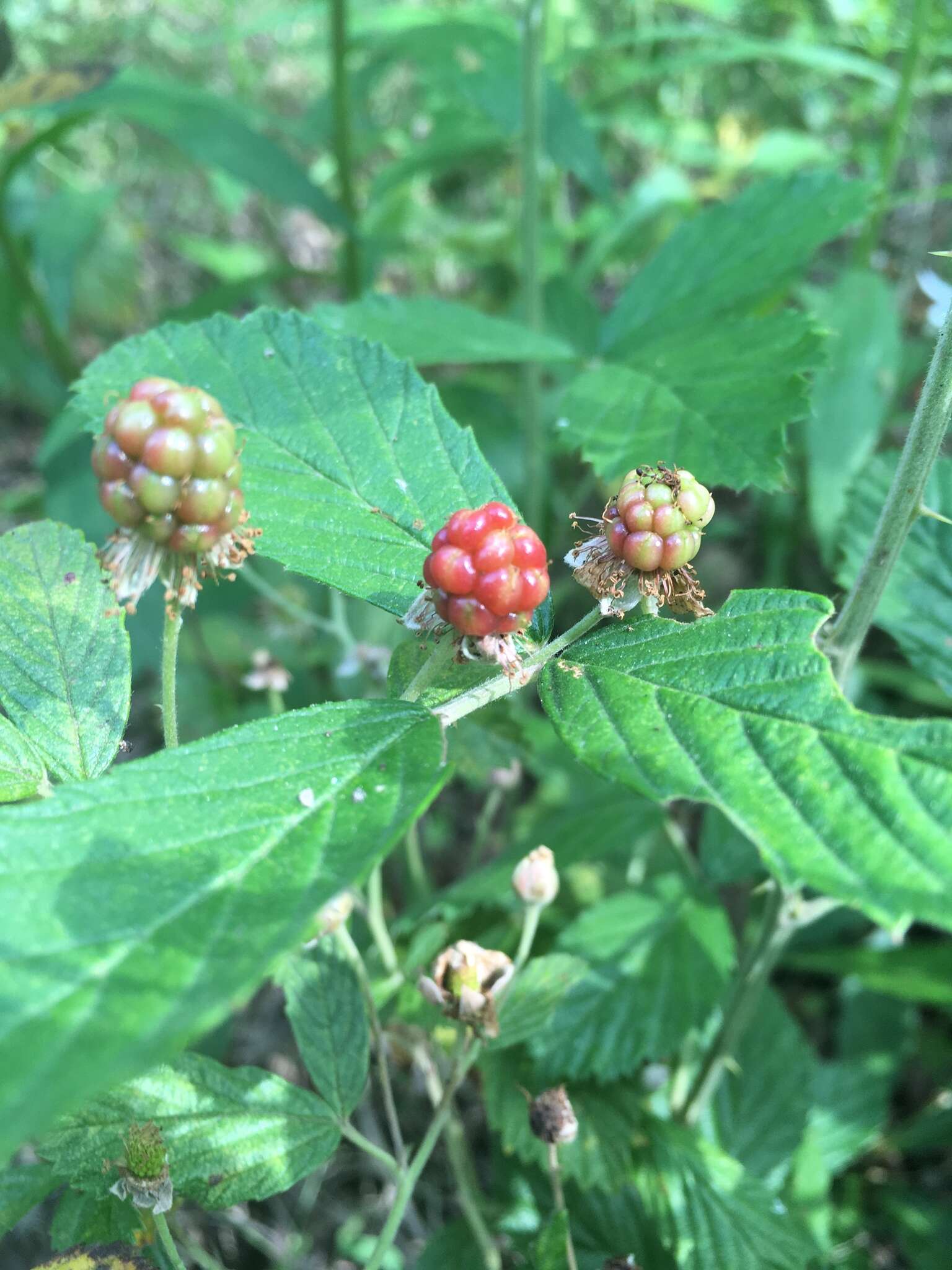 Слика од Rubus pensilvanicus Poir.