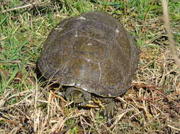 Image of Caspian turtle