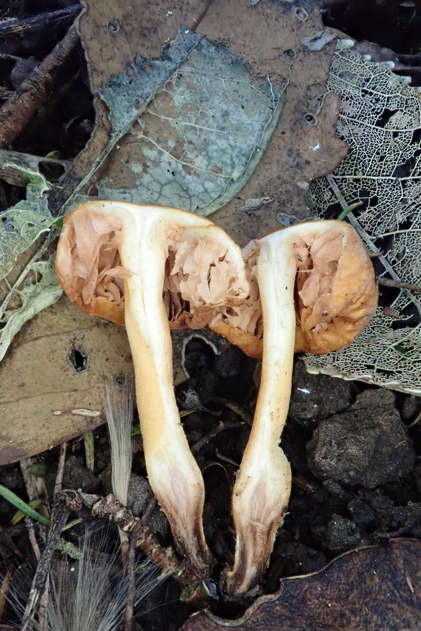 Image of Macrocystidia reducta E. Horak & Capellano 1980