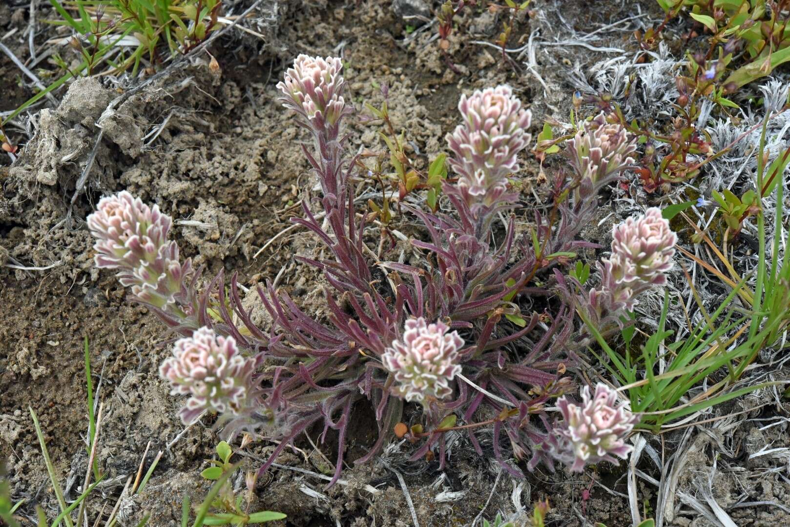 Image of <i>Castilleja <i>pilosa</i></i> var. pilosa