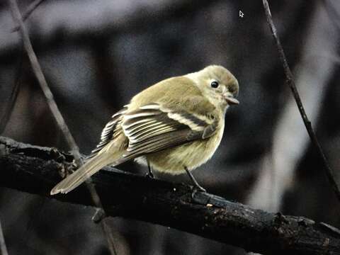 Empidonax hammondii (Xántus 1858)的圖片