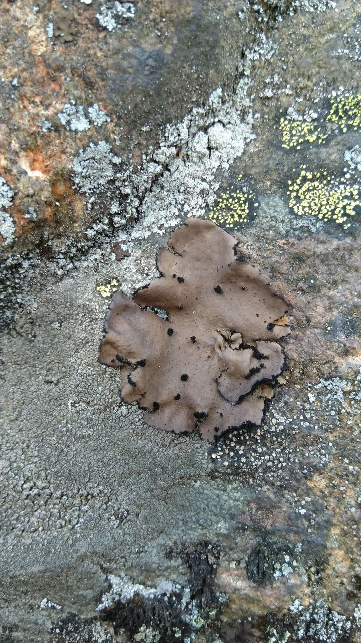 Image of manyroot navel lichen